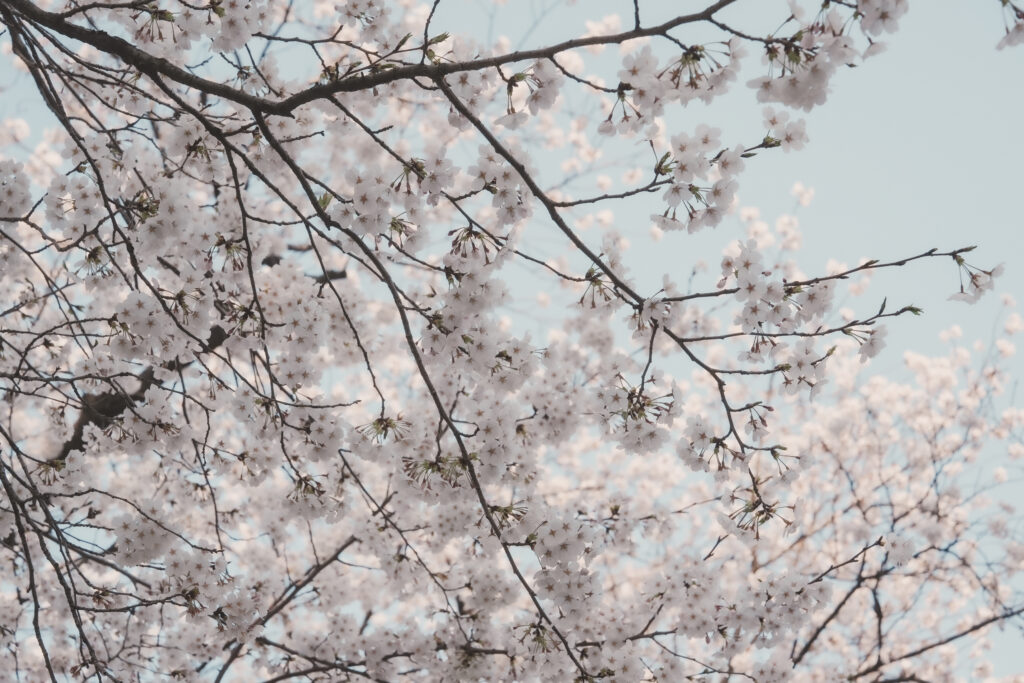 桜（Cherry blossom）＆せせらぎ通り（Seseragi Street）